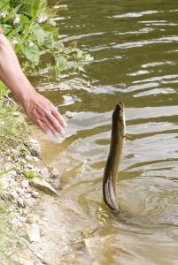 Peche De L Anguille Federation De Maine Et Loire Pour La Peche Et La Protection Du Milieu Aquatique