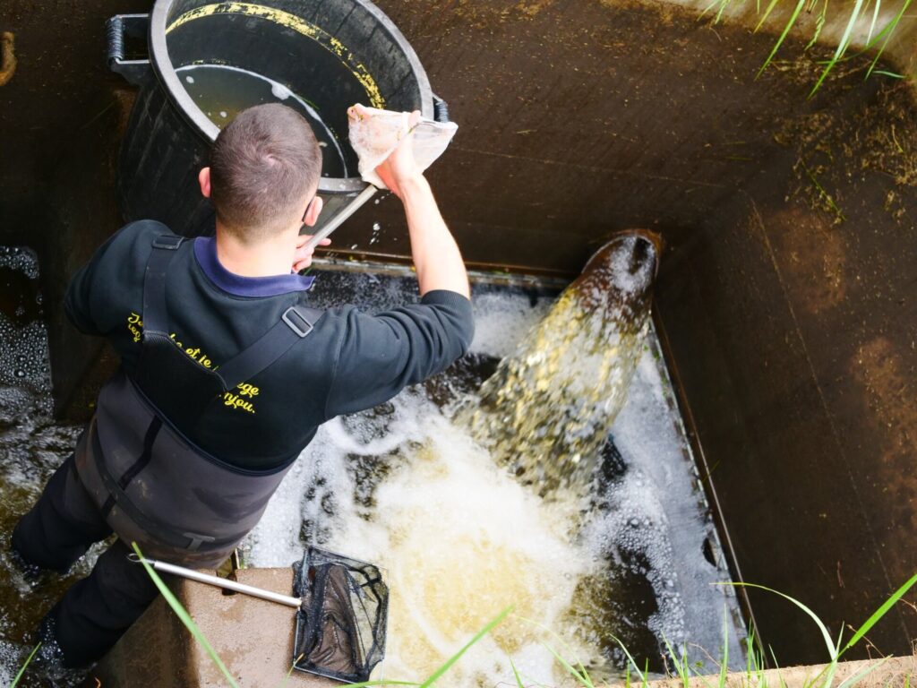 Vidange Des Bassins Pour La Reproduction Naturelle Aménagée Pour Le