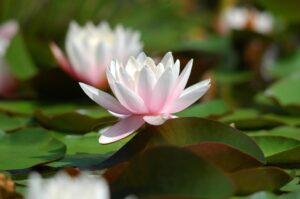 découverte de la biodiversité