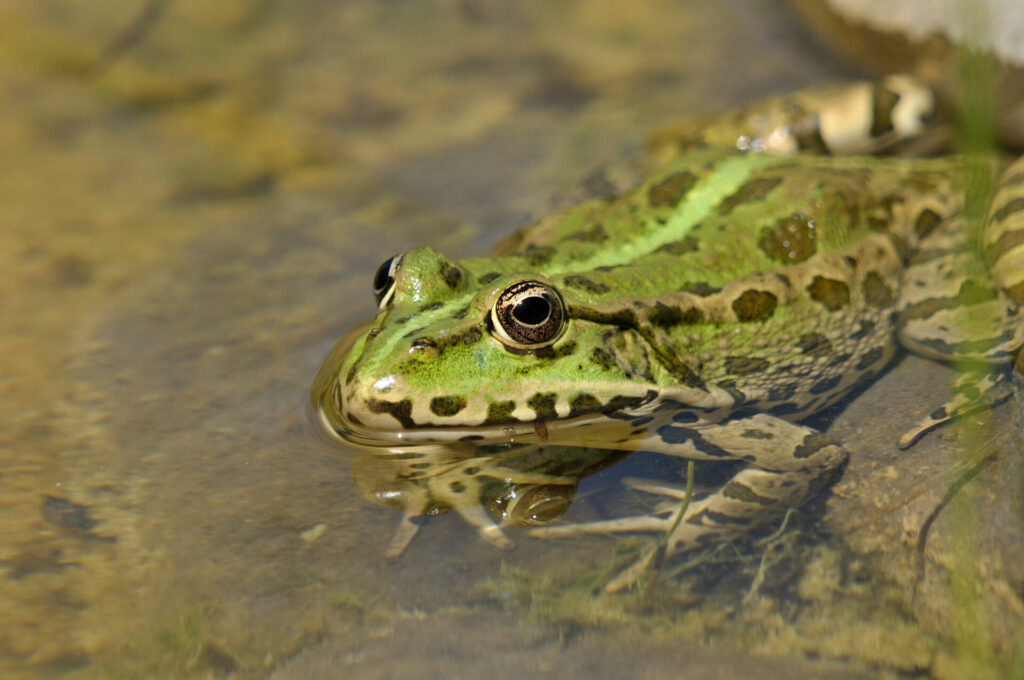 découverte des amphibiens