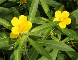 la jussie ludwigia peploides