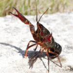 l’écrevisse de louisiane