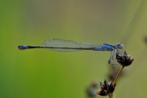 les animaux de la rivière