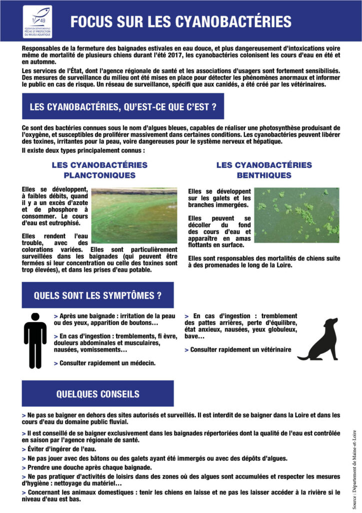 les cyanobactéries document