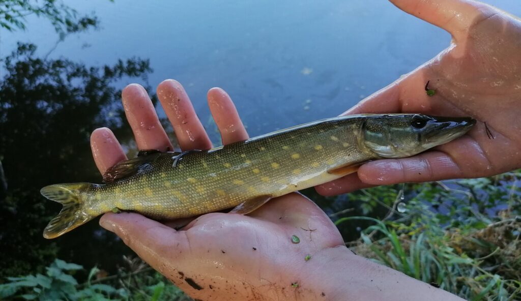 les inventaires piscicoles