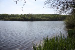 l’étang de joreau à gennes