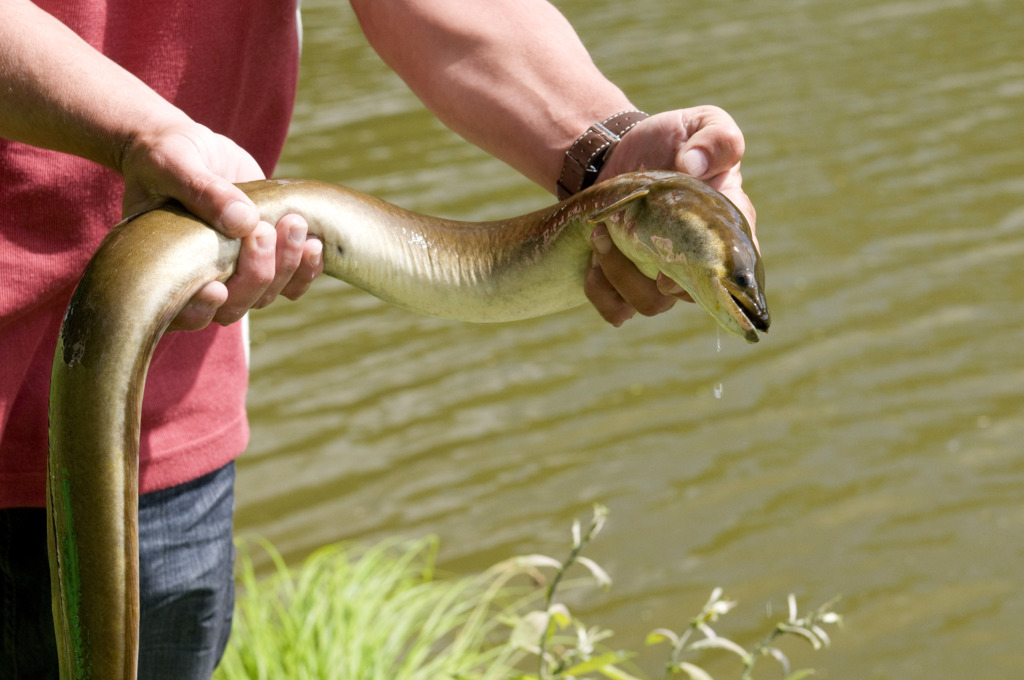 la pêche de anguille