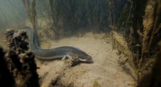 pêche de anguille