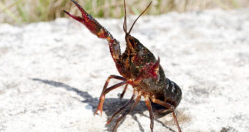 les espèces exotiques envahissantes