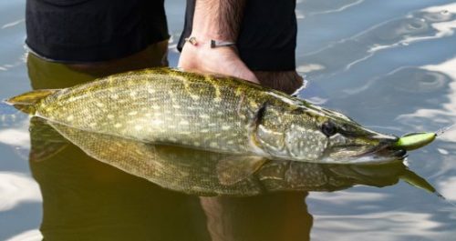 les tailles de captures et quota carnassiers