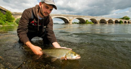 peche aspe loire balanca