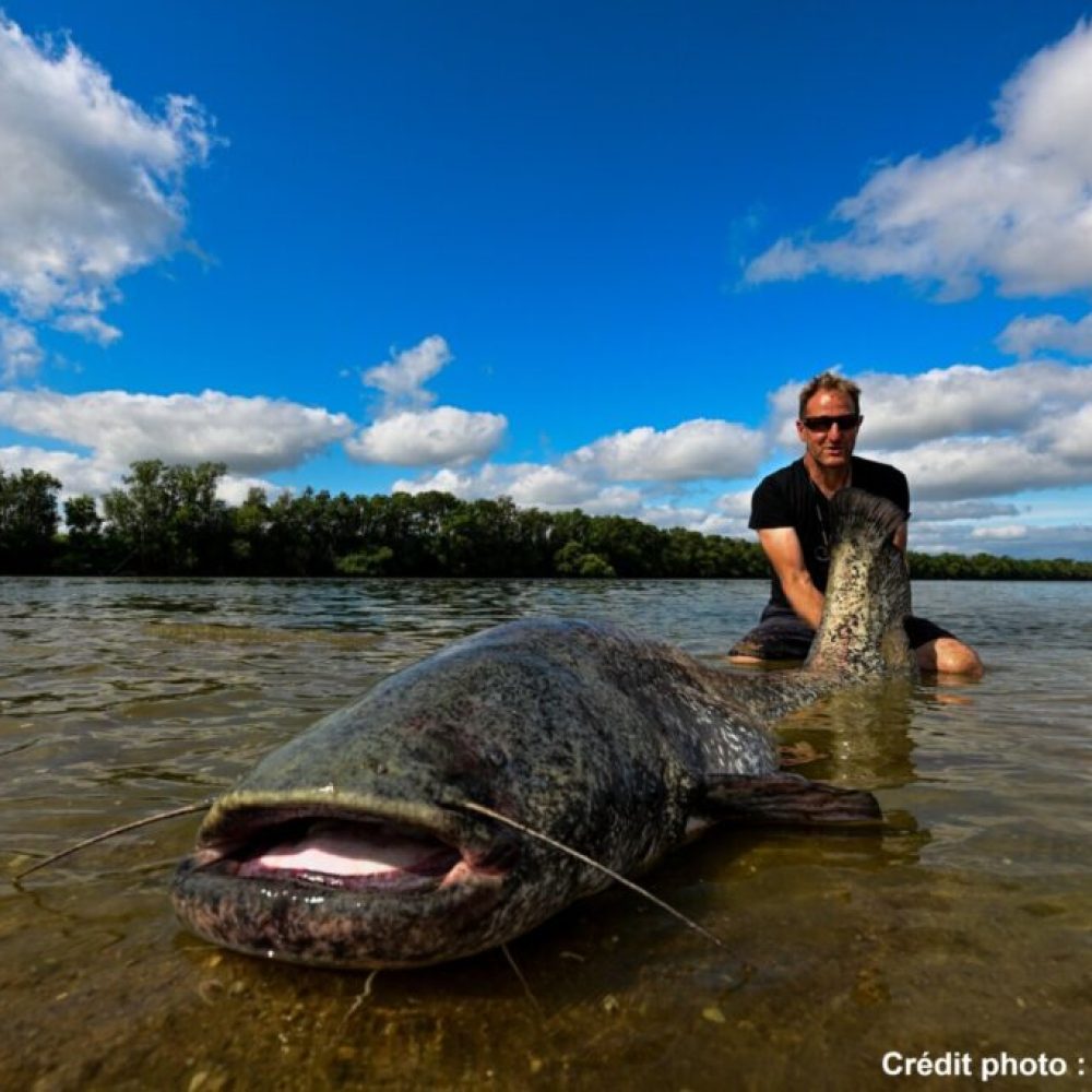 silure en espèce susceptible de provoquer des déséquilibres biologiques